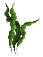 poudre spiruline