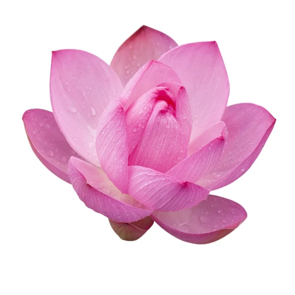 🌸 poudre de lotus sacré beauté & harmonie par l’ayurvéda